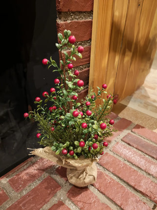 Potted Boxwood Berry 16"